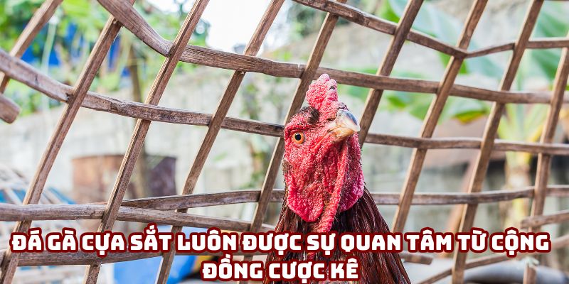 Đá gà cựa sắt luôn được sự quan tâm từ cộng đồng cược kê